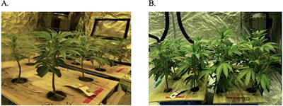 Mineral nutrition for Cannabis sativa in the vegetative stage using response surface analysis